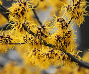 Hamamelis Westerstede in Vaso da 24cm