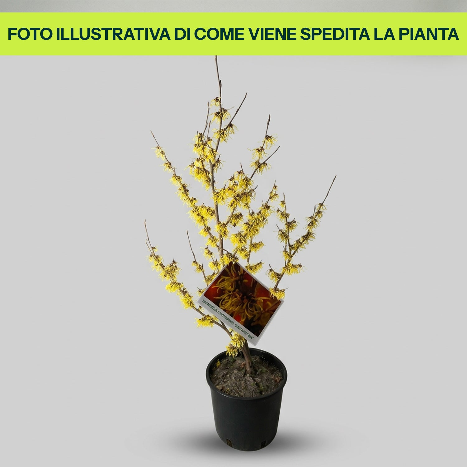 Hamamelis Westerstede in Vaso da 24cm