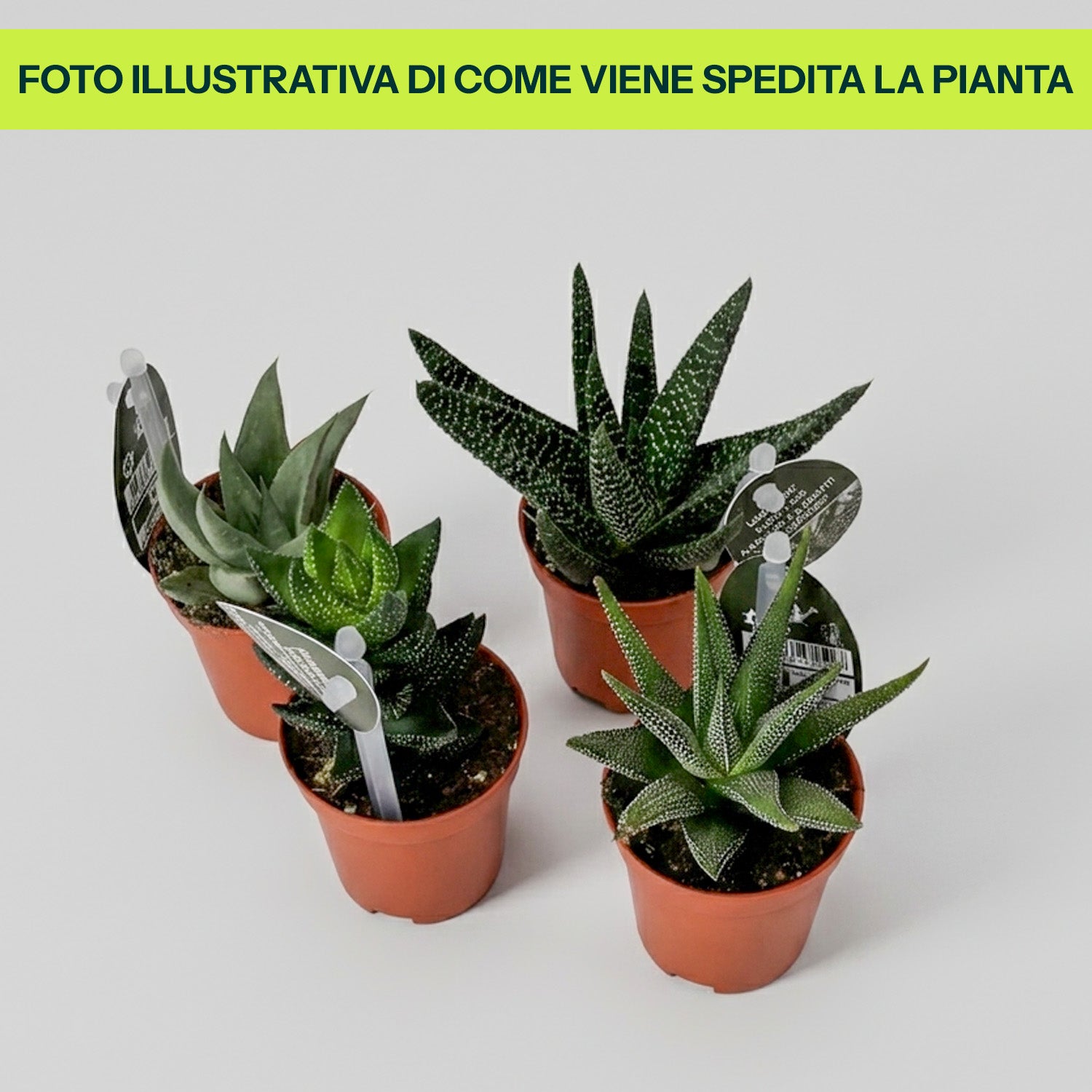 Haworthie e Gasterie in Vaso da 5cm Varietà Assortite