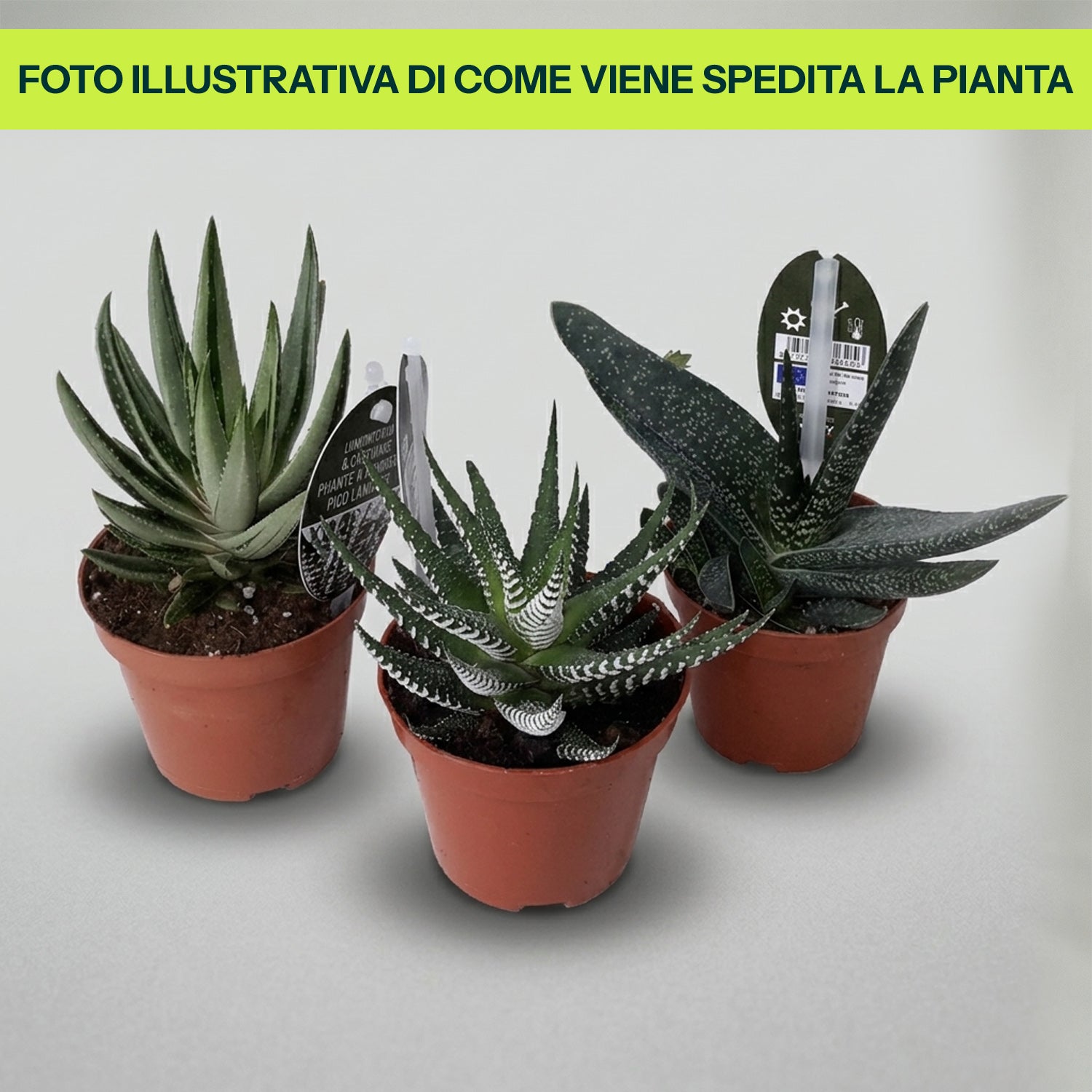 Haworthie e Gasterie in Vaso da 8cm Varietà Assortite