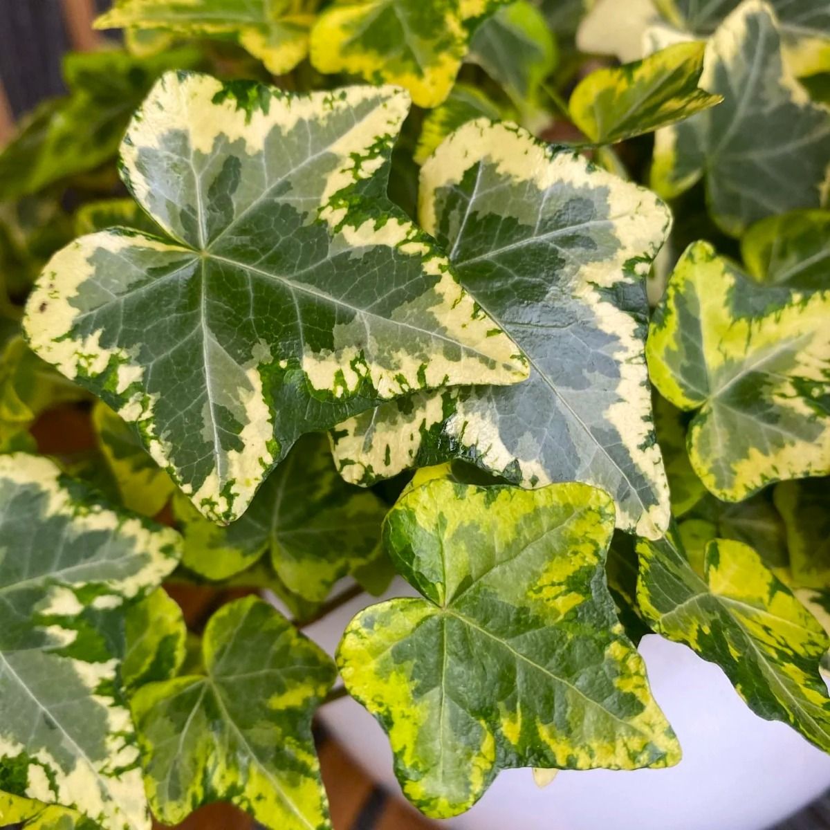 Hedera Golden Kolibri Giallo Verde in Vaso da 13cm