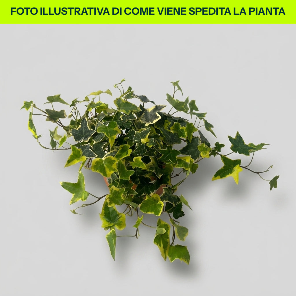 Hedera Golden Kolibri Giallo Verde in Vaso da 13cm