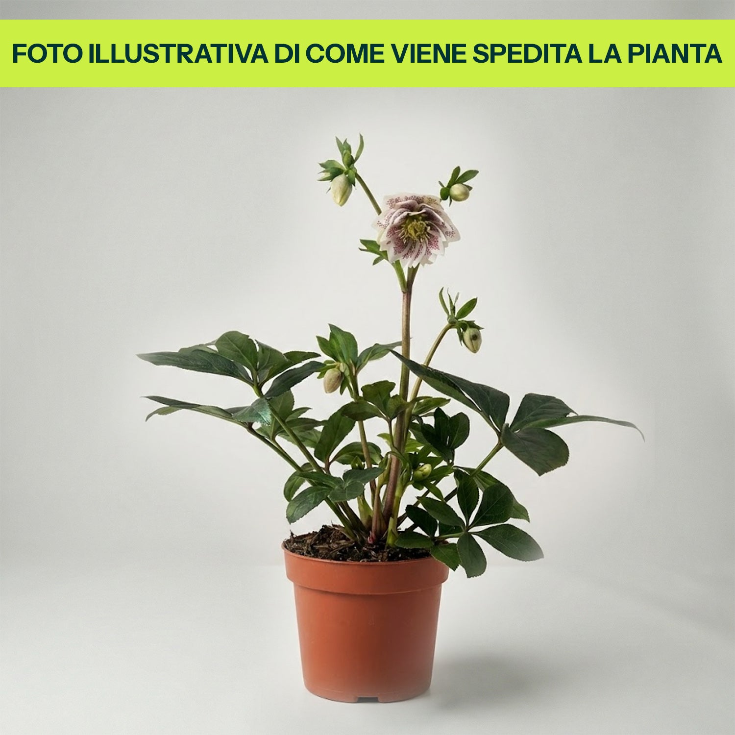 Guzmania Yeltix im 12-cm-Topf