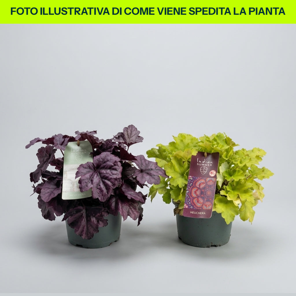 Heuchera-Sorten im 12-cm-Topf