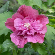 Hibiscus Syriacus Duc de Brabant in Vaso da 16cm