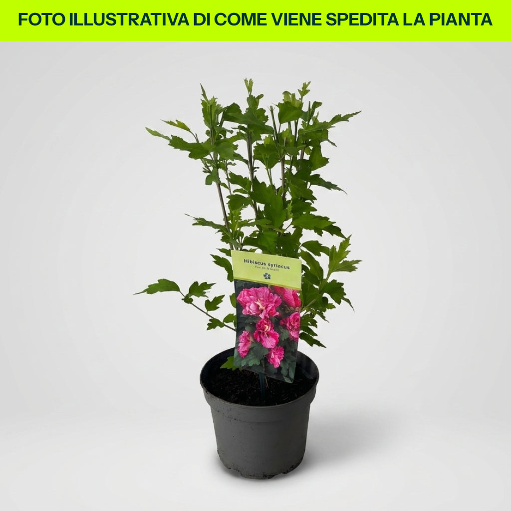 Hibiscus Syriacus Duc de Brabant in Vaso da 16cm