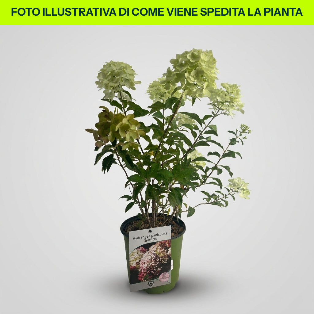 Hydrangea Paniculata Graffiti in vaso da 18cm