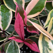 Hoya Flamingo Dream Pink in Vaso da 12cm