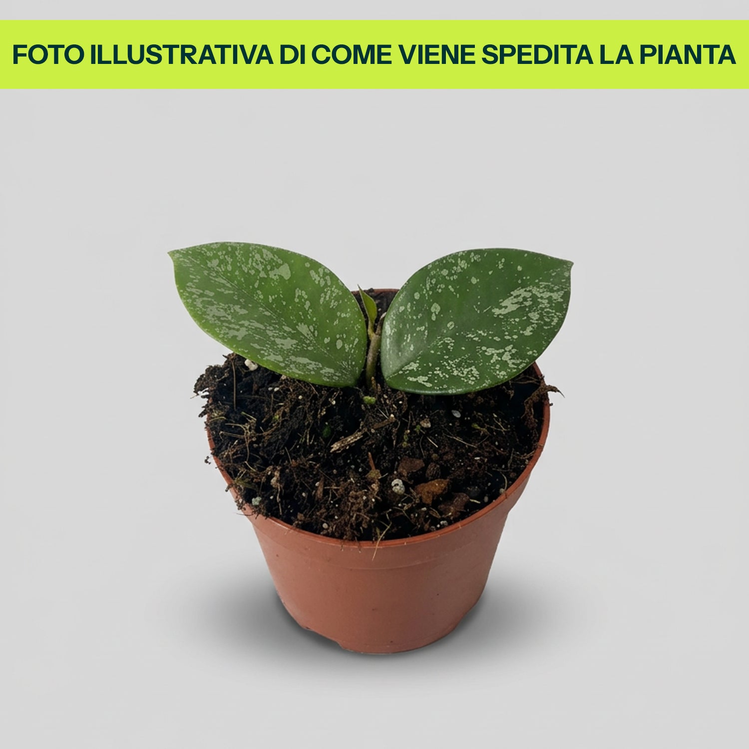 Hoya Parasitica Splash in Vaso da 11cm