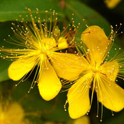 Hypericum Calycinium 6 piante in Vaso da 9cm