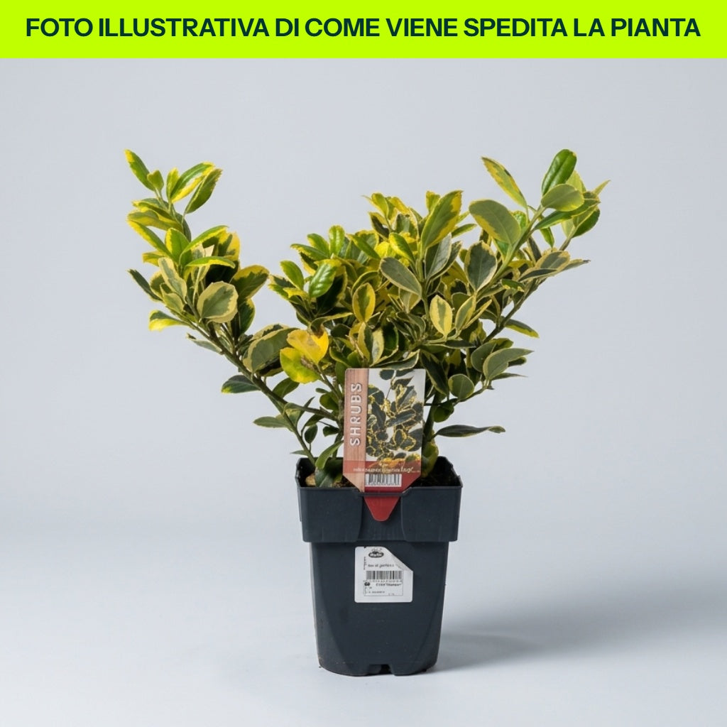 ILEX ALTACLERENSIS GOLDEN KING IN VASO DA 17CM