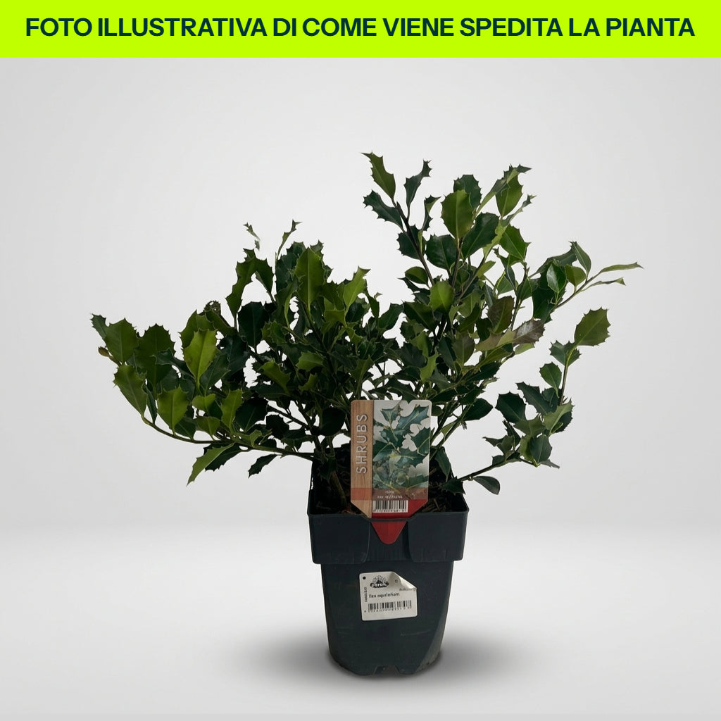 ILEX AQUIFOLIUM IN VASO DA 17CM