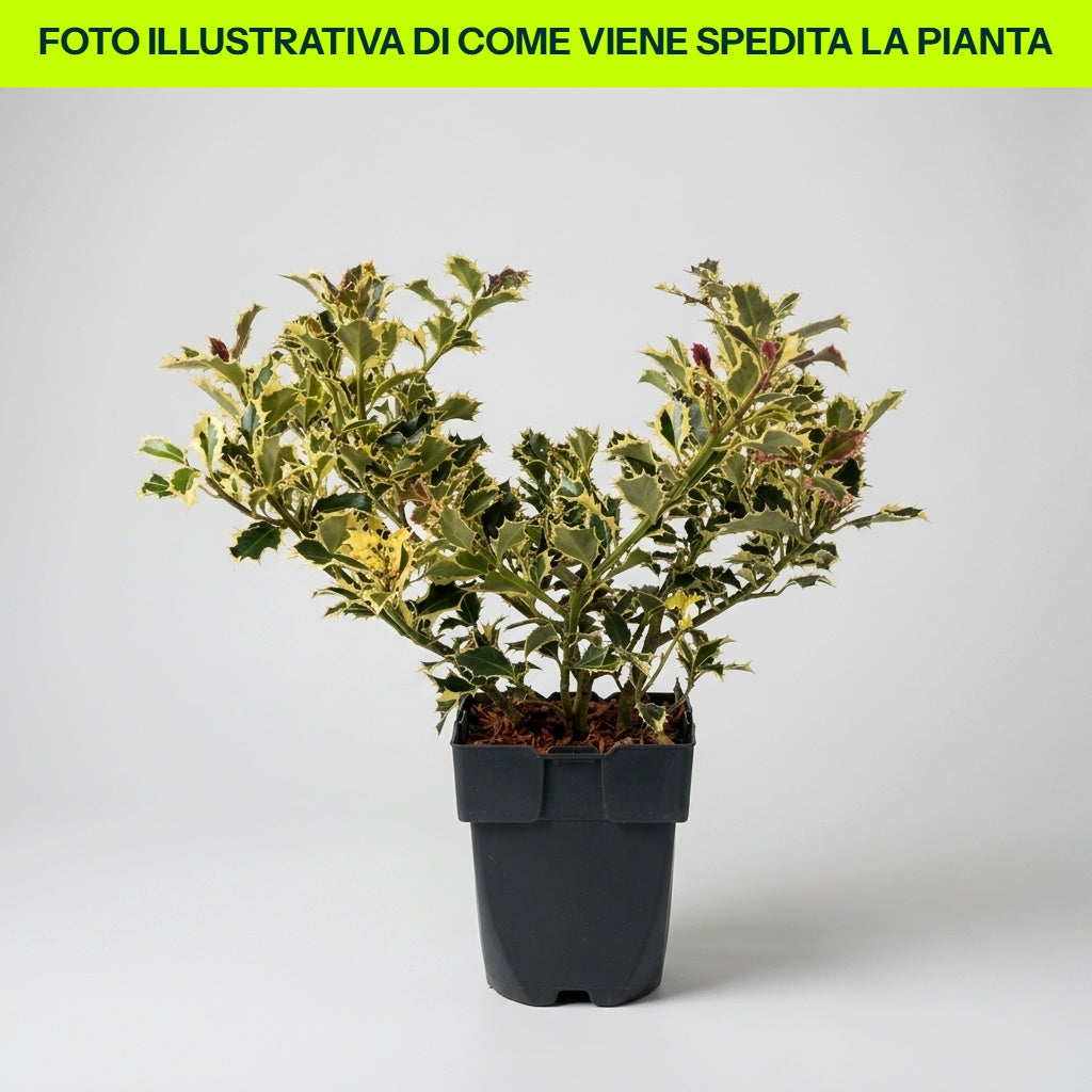 Stechpalme (Ilex aquifolium argentea marginata) 12 cm Topf