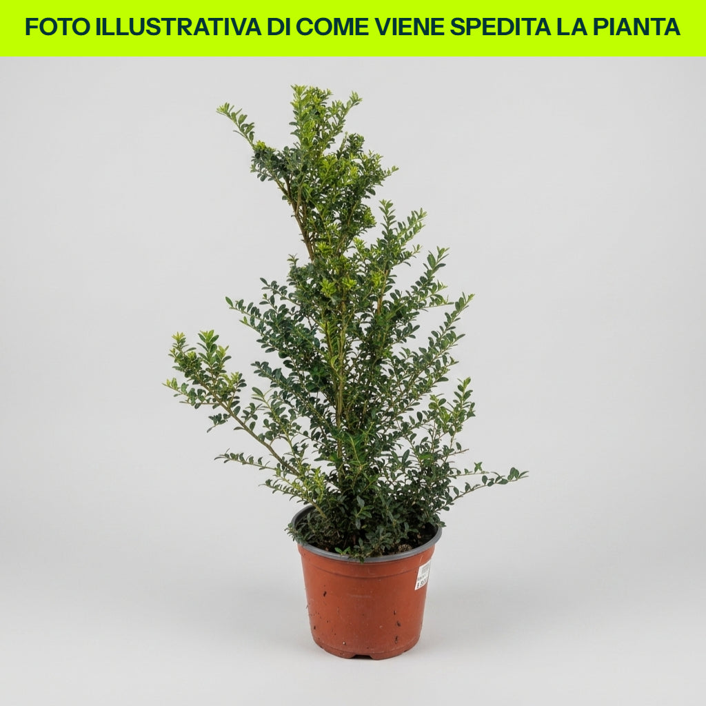 Ilex Crenata Dark Green a Cespuglio in Vaso da 17cm