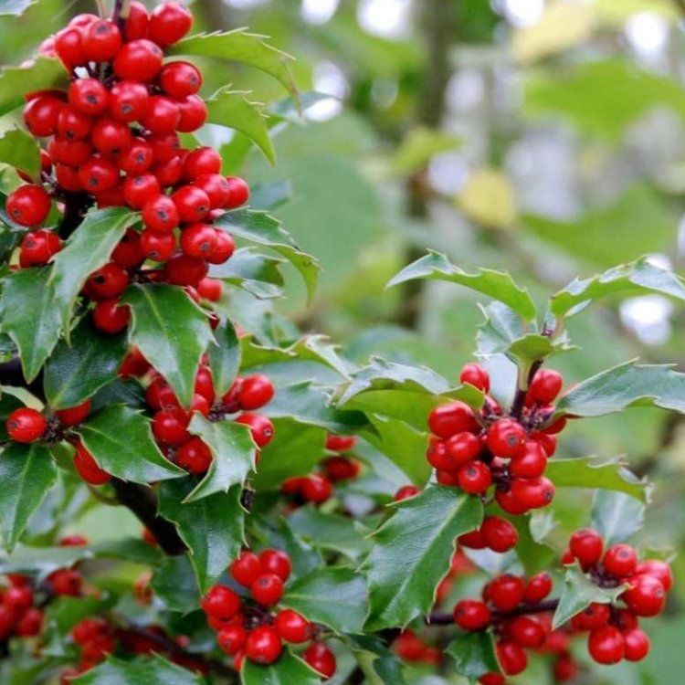 ILEX MESERVEAE BLUE MAID VASO 17CM