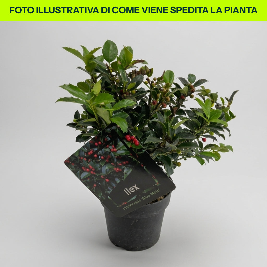 ILEX MESERVEAE BLUE MAID VASO 17CM