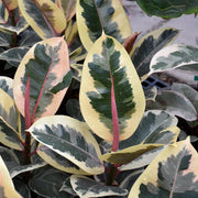 Ficus Tineke in vaso da 17cm