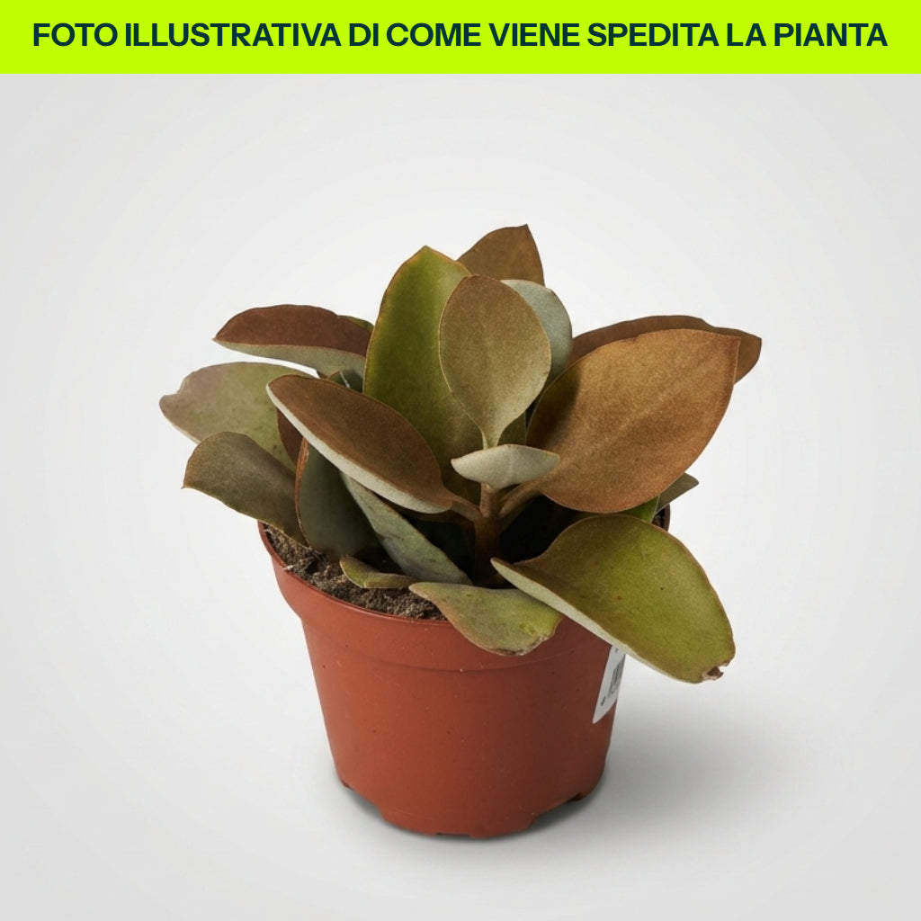KALANCHOE THYRSIFLORA IN VASO 12CM