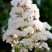 LAGERSTROEMIA INDICA VIOLET D'ETE VASE 18CM