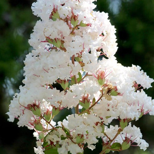 LAGERSTROEMIA INDICA VIOLET D'ETE VASE 18CM