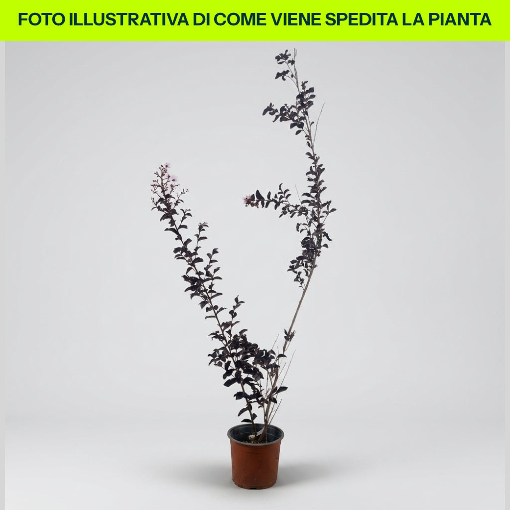 LAGERSTROEMIA INDICA VIOLET D'ETE VASE 18CM