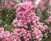 LAGERSTROEMIA INDICA VIOLET D'ETE VASE 18CM