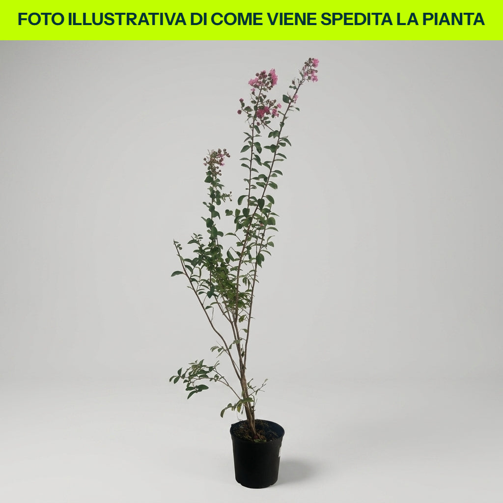 LAGERSTROEMIA INDICA VIOLET D'ETE VASE 18CM