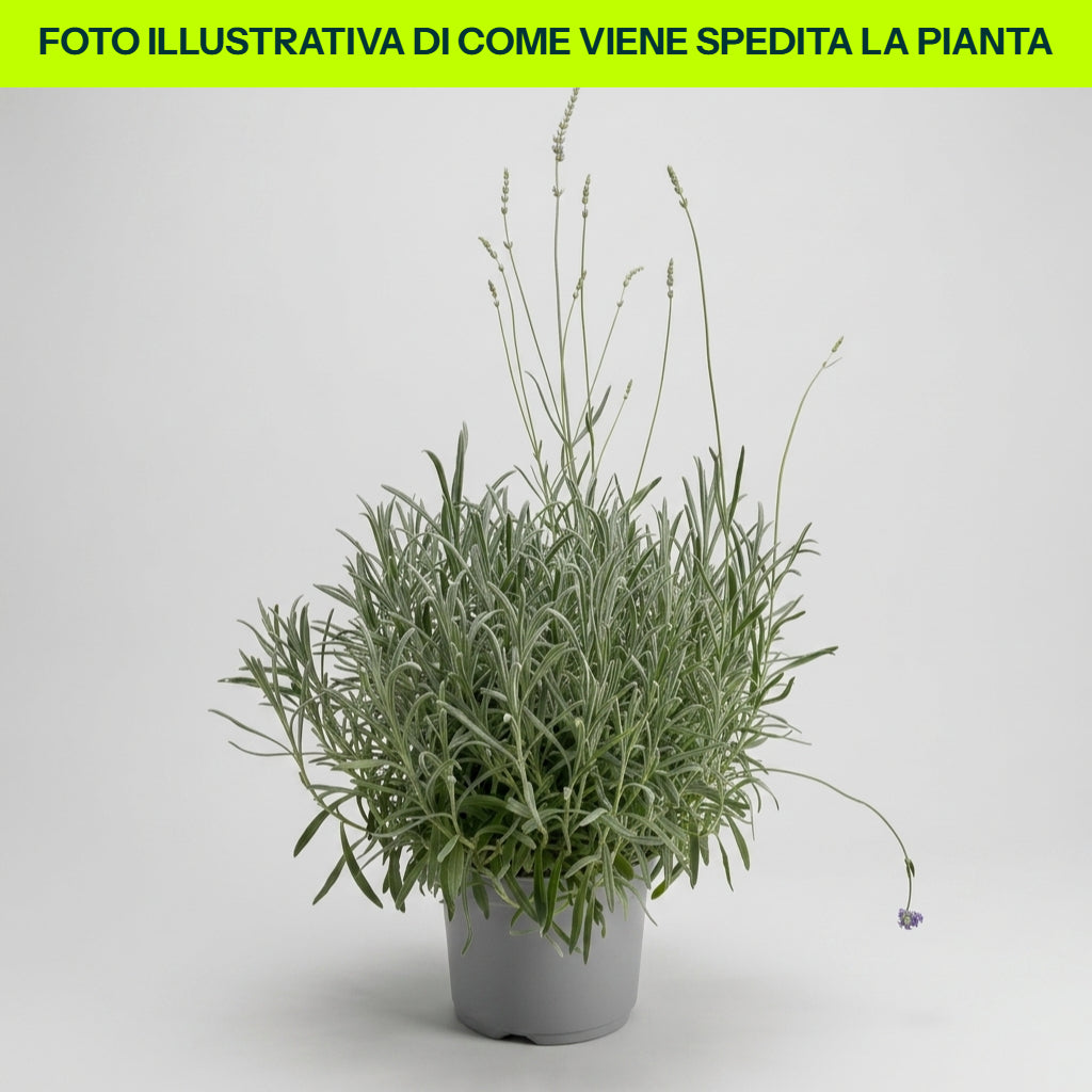 1 PIANTA DI LAVANDA VERA VASO 19CM