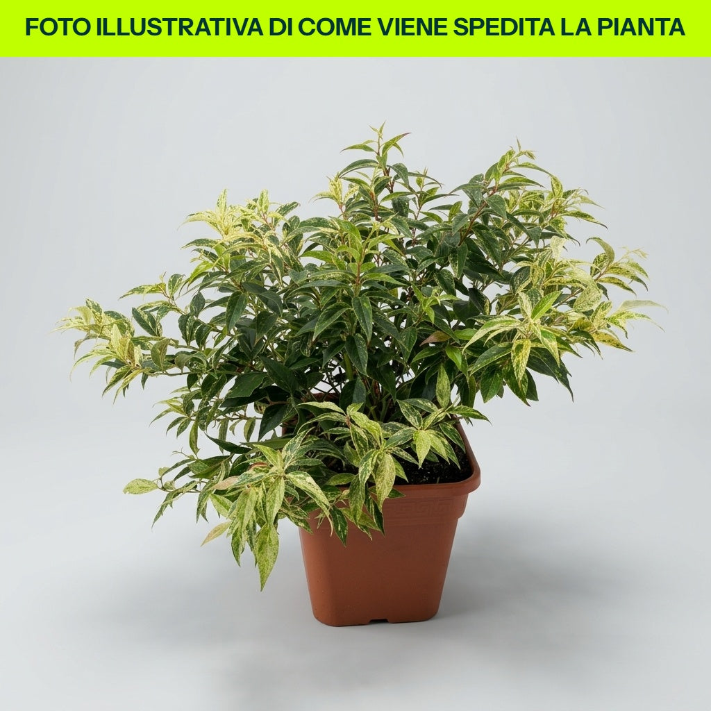 LEUCOTHOE FONTANESIANA VASO 24CM