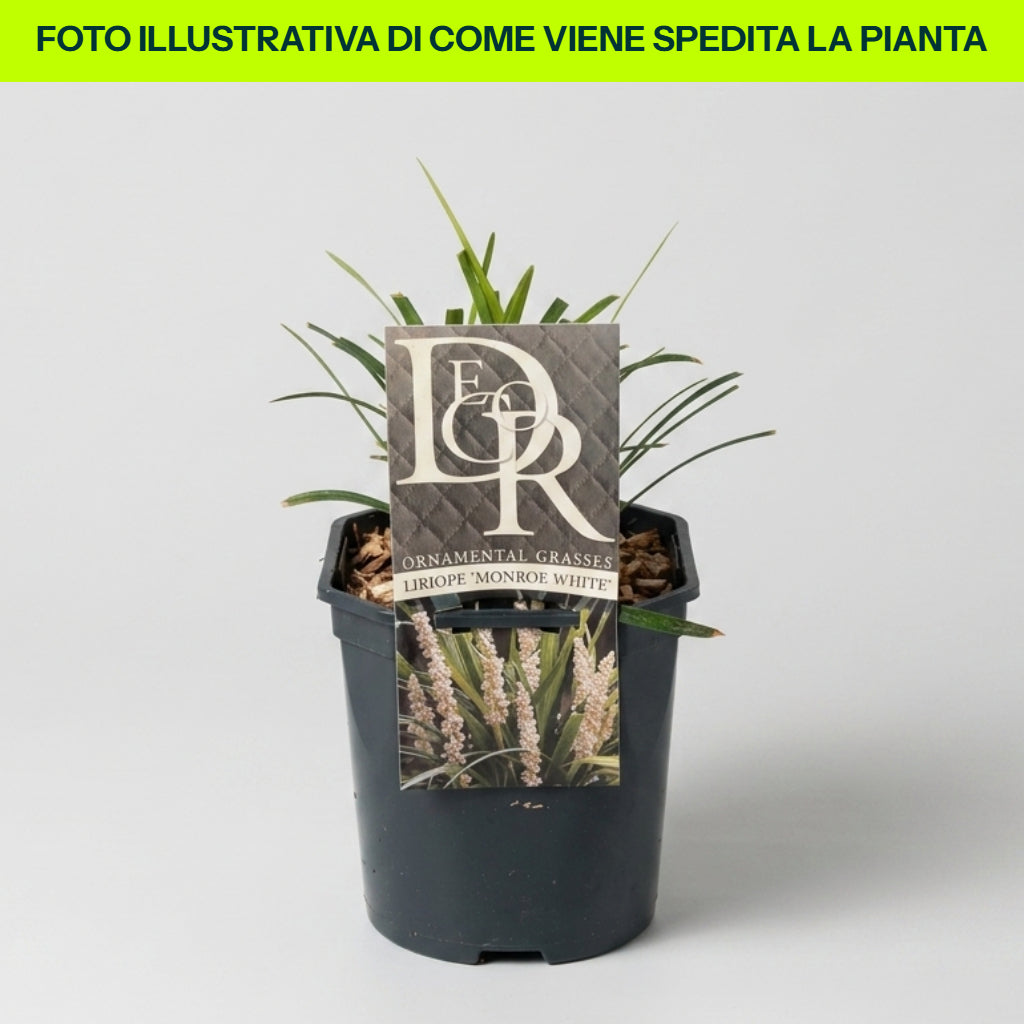 LIRIOPE-VASE 18 CM