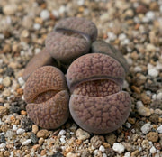 LITHOPS VERSCHIEDENE VARIETIEN 8CM TOPF