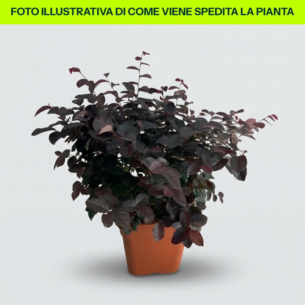 LOROPETALUM FEDE VASO 24CM