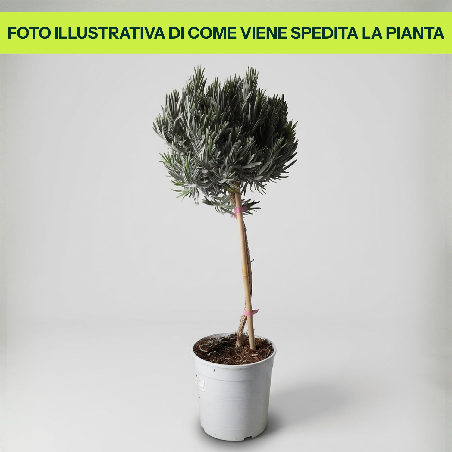 Guzmania Yeltix im 12-cm-Topf