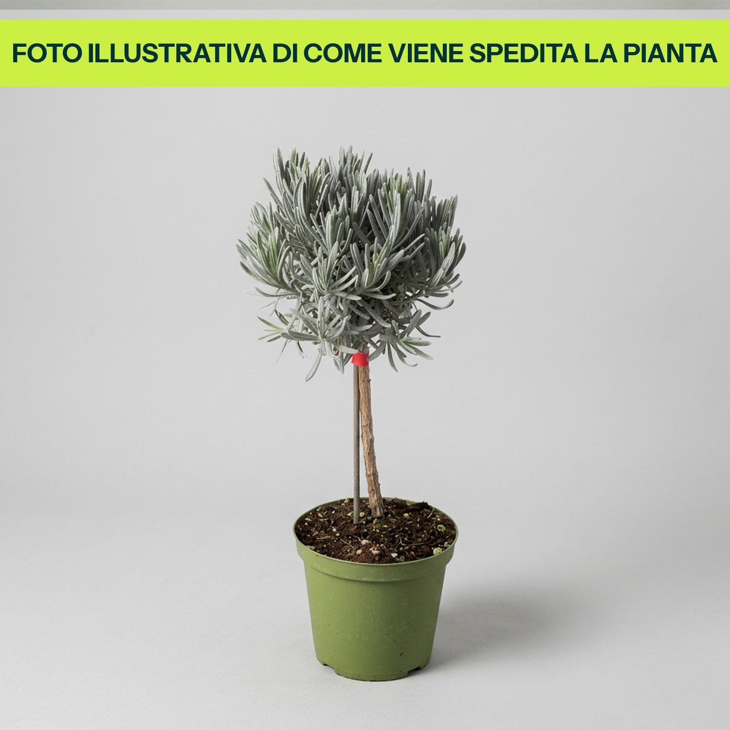 Guzmania Yeltix im 12-cm-Topf