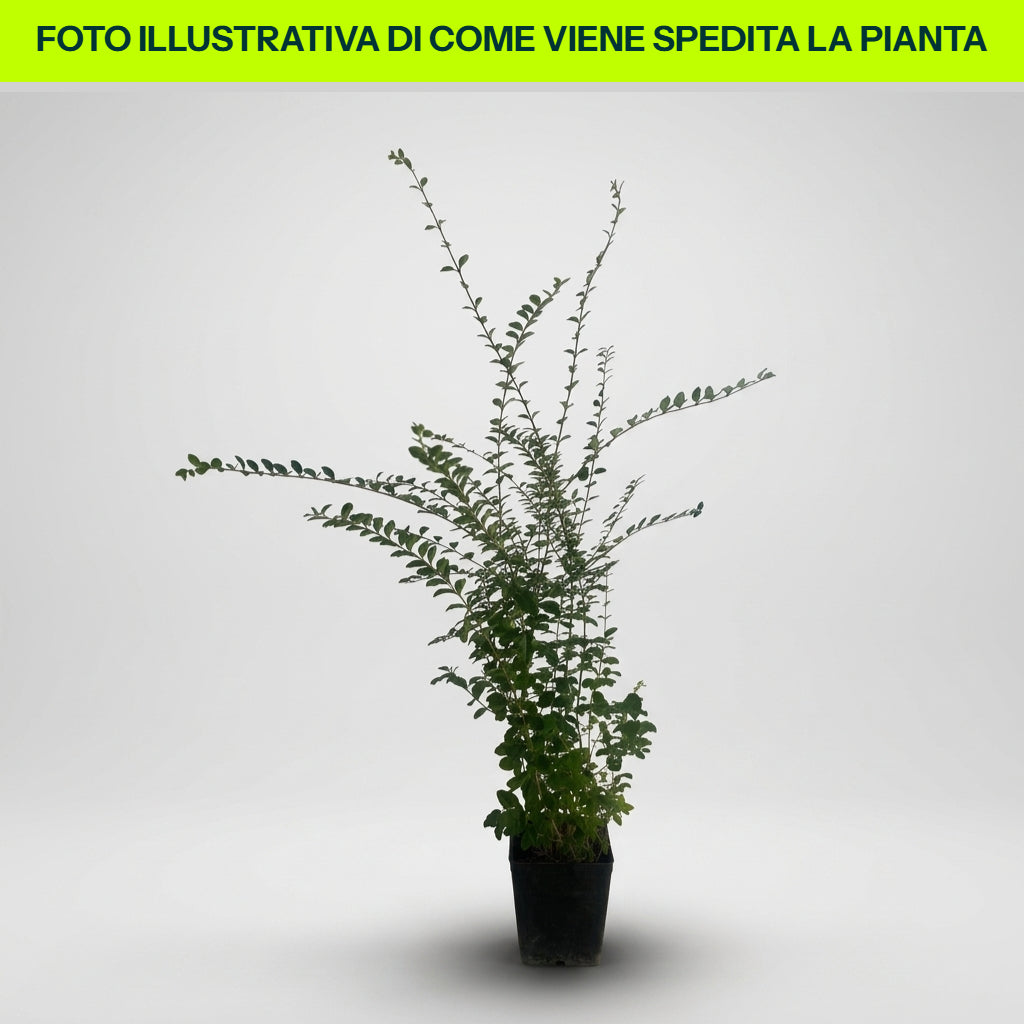 Ligustrum in vaso da 12cm