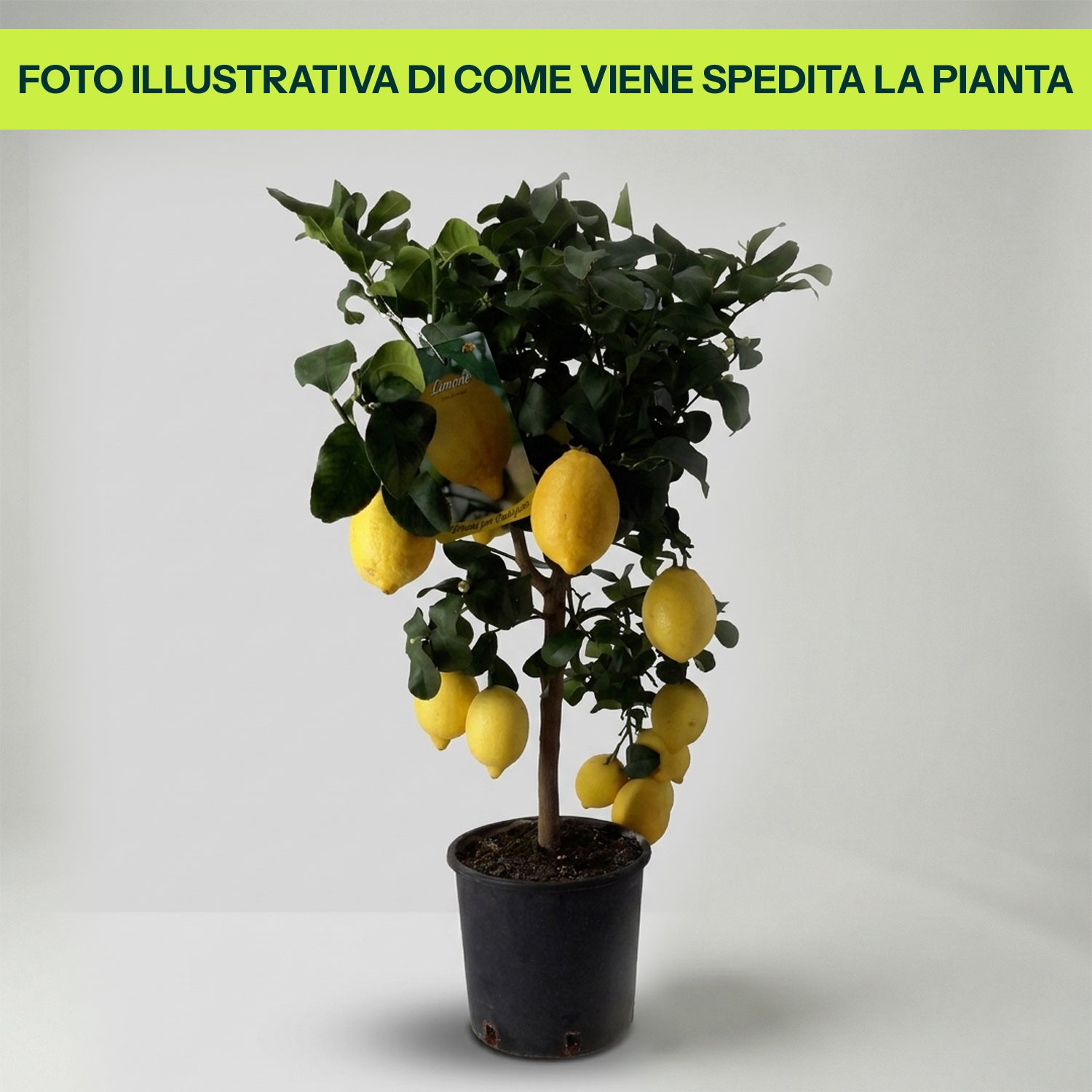 Guzmania Yeltix en pot de 12 cm