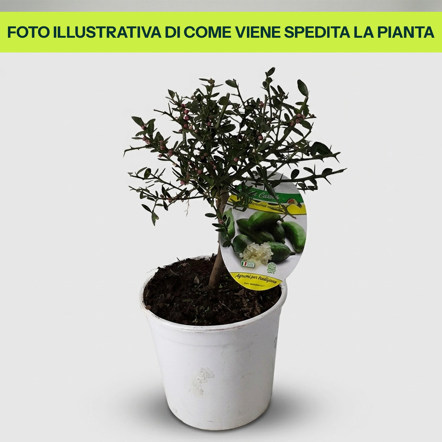 Guzmania Yeltix im 12-cm-Topf