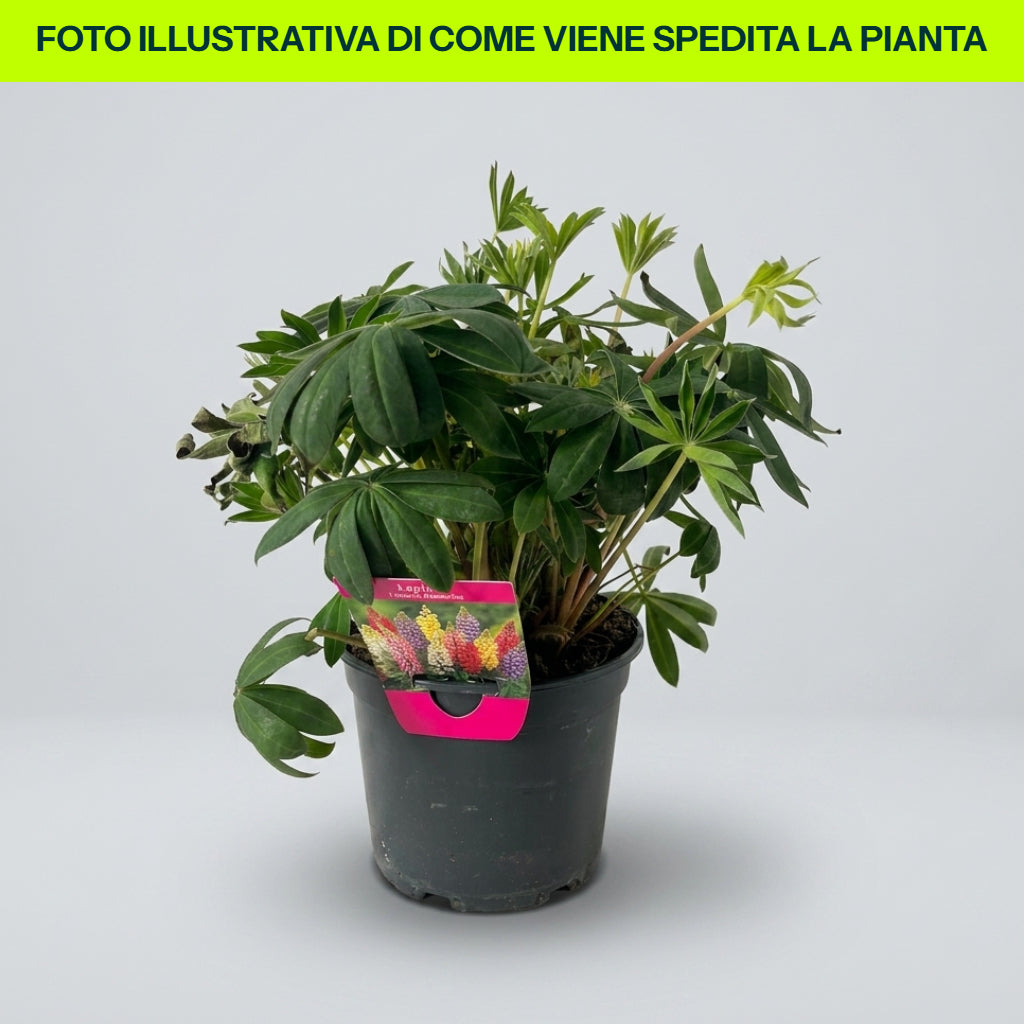 LUPINO POLYPHYLLUS IN VASO DA 17CM COLORI ASSORTITI BIANCO, ROSA, GIALLO