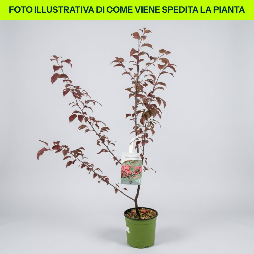 Malus Coccinella in vaso da 18cm