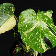 Guzmania Yeltix im 12-cm-Topf