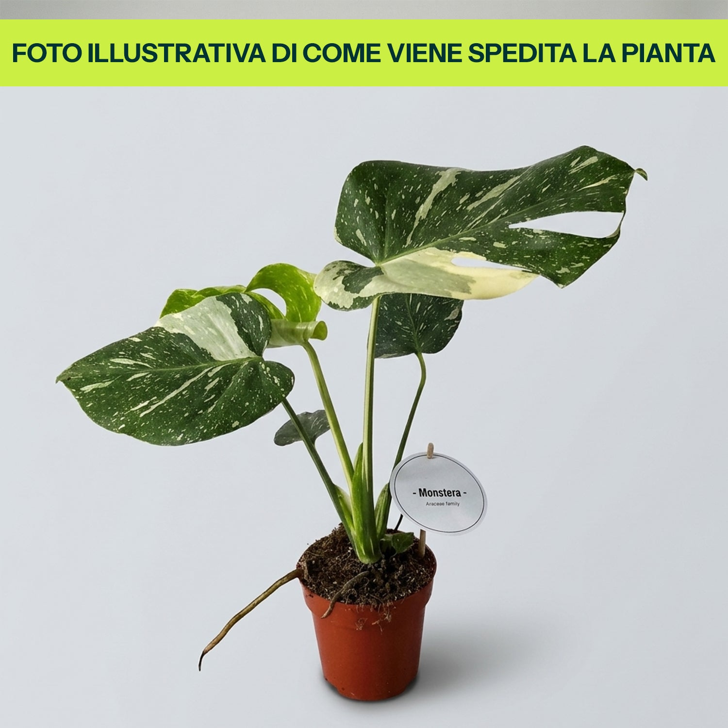 Guzmania Yeltix im 12-cm-Topf
