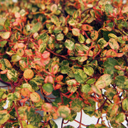 MUEHLENBECKIA COMPLEXA EN POT DE 13CM