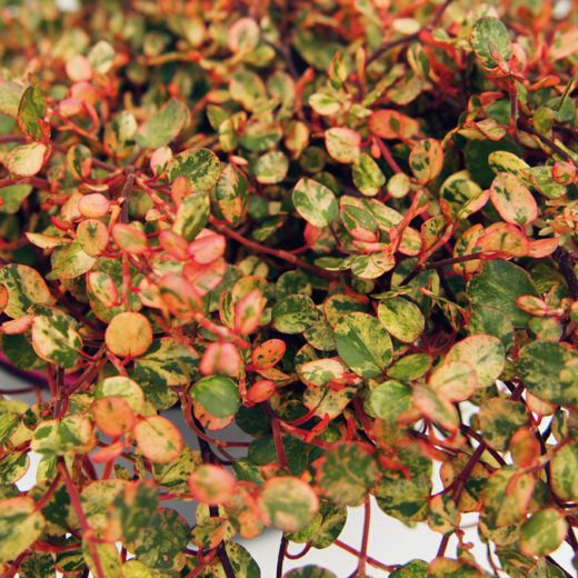 MUEHLENBECKIA COMPLEXA EN POT DE 13CM