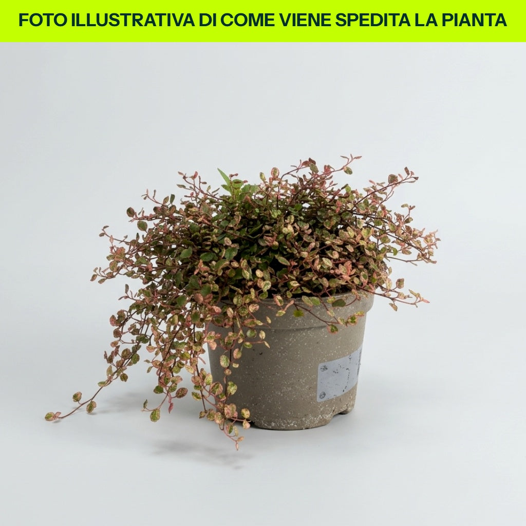 MUEHLENBECKIA COMPLEXA EN POT DE 13CM