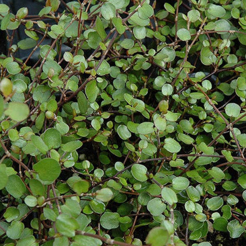 MUEHLENBECKIA CUORE IN VASO 9CM