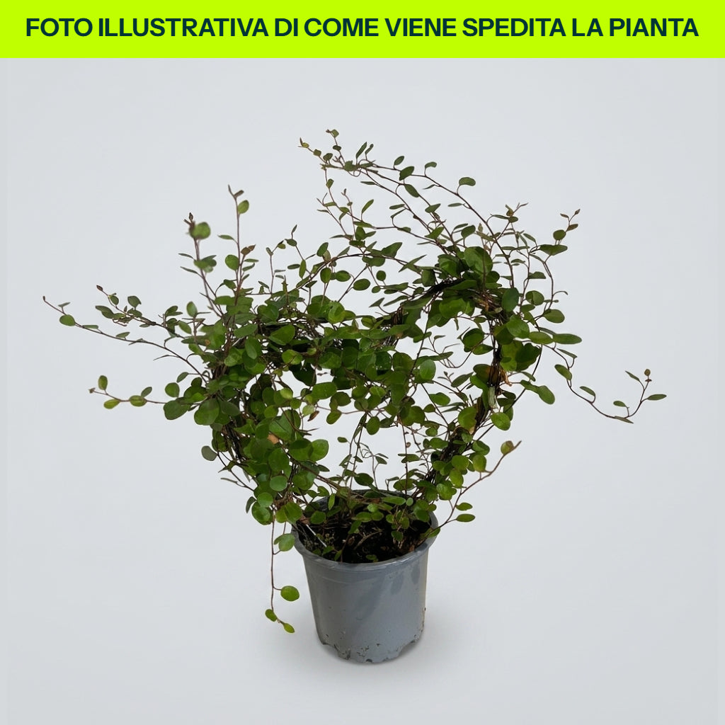 MUEHLENBECKIA CUORE IN VASO 9CM
