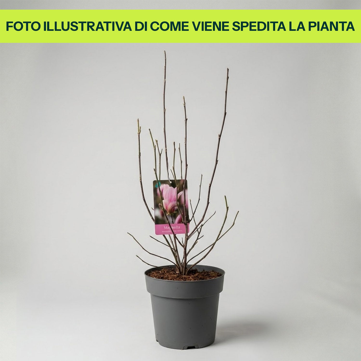 Guzmania Yeltix en pot de 12 cm