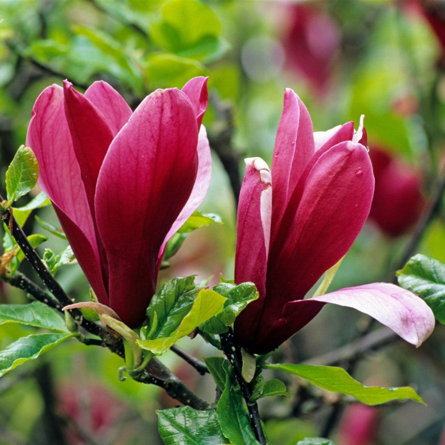Magnolia Liliflora Nigra in Vaso da 18cm