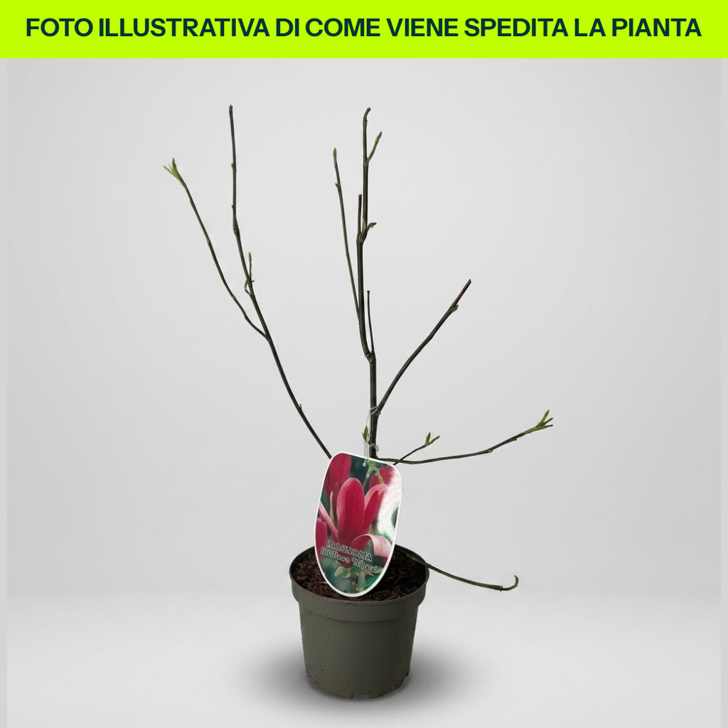 Magnolia Liliflora Nigra in Vaso da 18cm