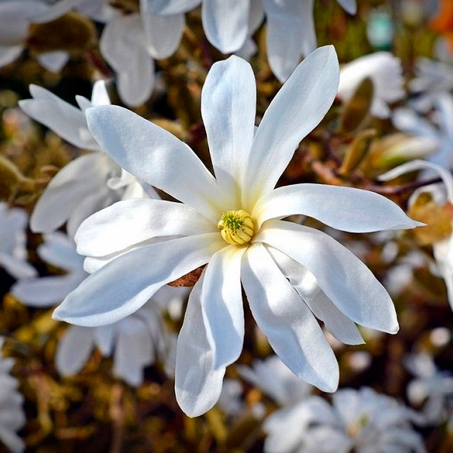 Magnolia Stellata in Vaso da 21cm